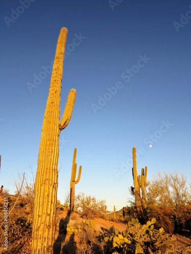 Saguaro National Park, Tucson, Arizona