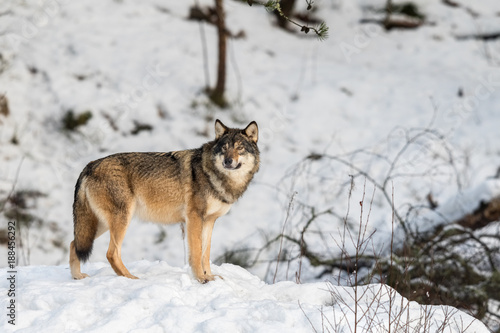 Grey wolf  Canis lupus  standing and looking towards cameraa  in a snowy winter forest.