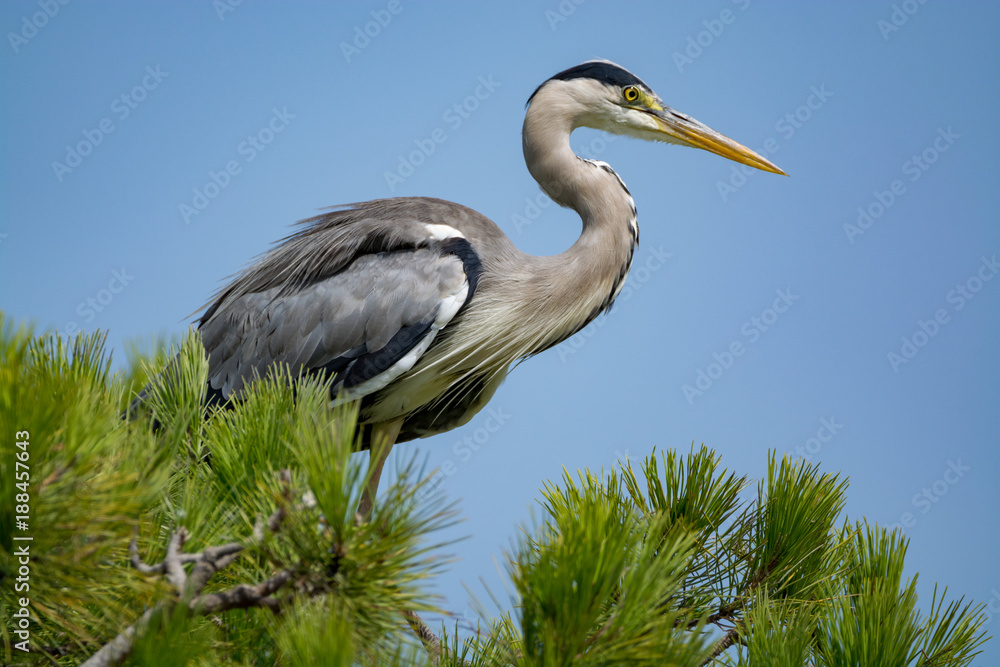 Grey heron (Ardea cinerea) long-legged predatory wading bird in national park Camargue, France Grey heron (Ardea cinerea) long-legged predatory wading bird in national park Camargue, France