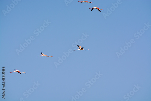Flying pink flamingo bird in blue sky