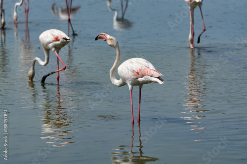 Group of big pink flamingo birds in national park Camargue  France