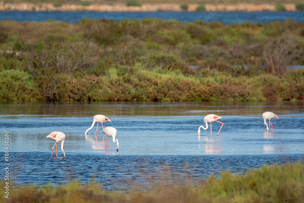 Fototapeta premium Wild birds big pink flamingo in national park, Provence, France