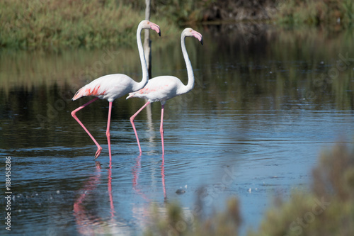 Wild birds big pink flamingo in national park  Provence  France