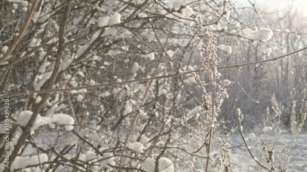 Frost sunny morning in beautiful winter forest. Snow-covered grass, trees and shrubs in soft light of sunshine. Nice bokeh background and sun glare.