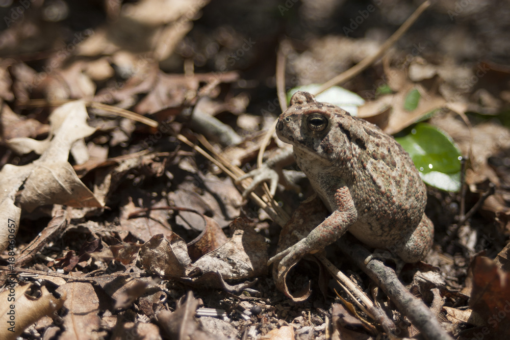 Obraz premium Frog On Brown Leaves