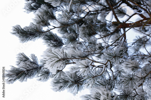 winter background- pine branches with frost