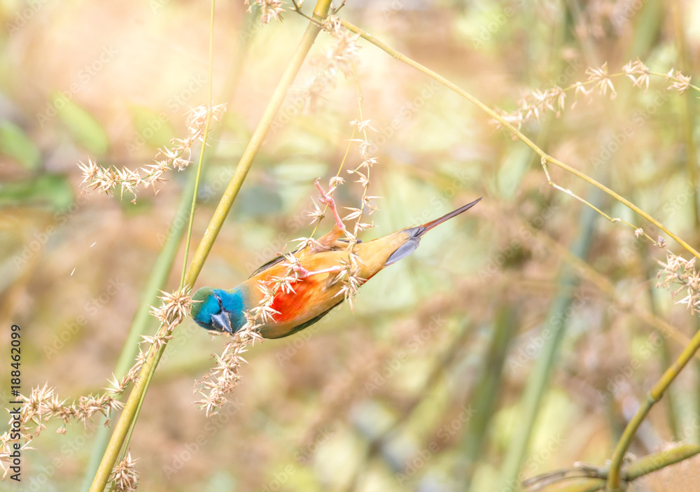 Fototapeta premium Pin-tailed Parrotfinch Erythrura prasina,Colorful birds so beautiful.