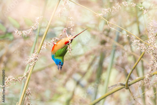 Pin-tailed Parrotfinch Erythrura prasina,Colorful birds so beautiful.