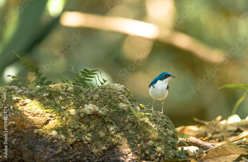 blue Bird Siberian Blue Robin ,Luscinia cyane,Ultramarine Flycatche photo