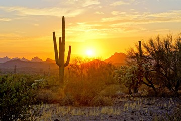 Poster Woestijnlandschap Saguaro cactussen bij zonsondergang Arizona  © Jenifoto