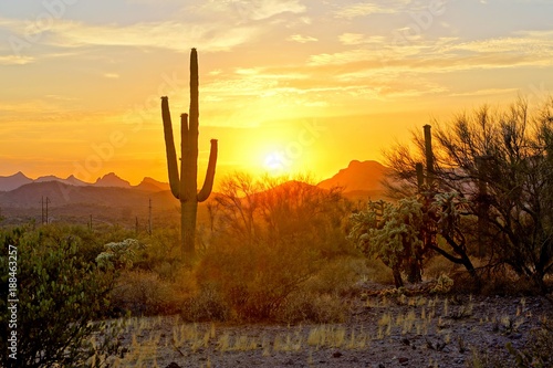 Sunset view of the Arizona desert with Saguaro cacti and mountains
