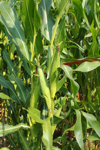A thicket of corn stalks and leaves, view of corn cobs