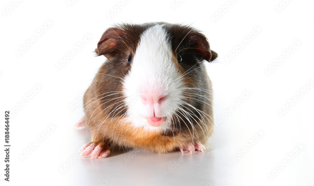 Cute little dutch guinea pig on studio white background. Isolated white pet photo. Sheltie peruvian pigs with symmetric pattern. Domestic guinea pig Cavia porcellus or cavy Cute little dutch guinea pig on studio white background. Isolated white pet photo. Sheltie peruvian pigs with symmetric pattern. Domestic guinea pig Cavia porcellus or cavy