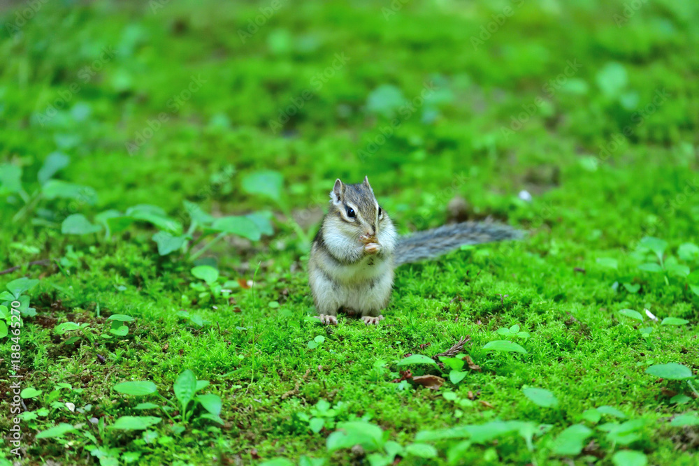 口いっぱいに餌を頬張るシマリス 口いっぱいに餌を頬張るシマリス