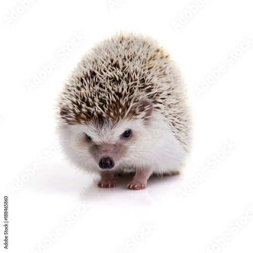 Little hedgehog looking forward on white background.