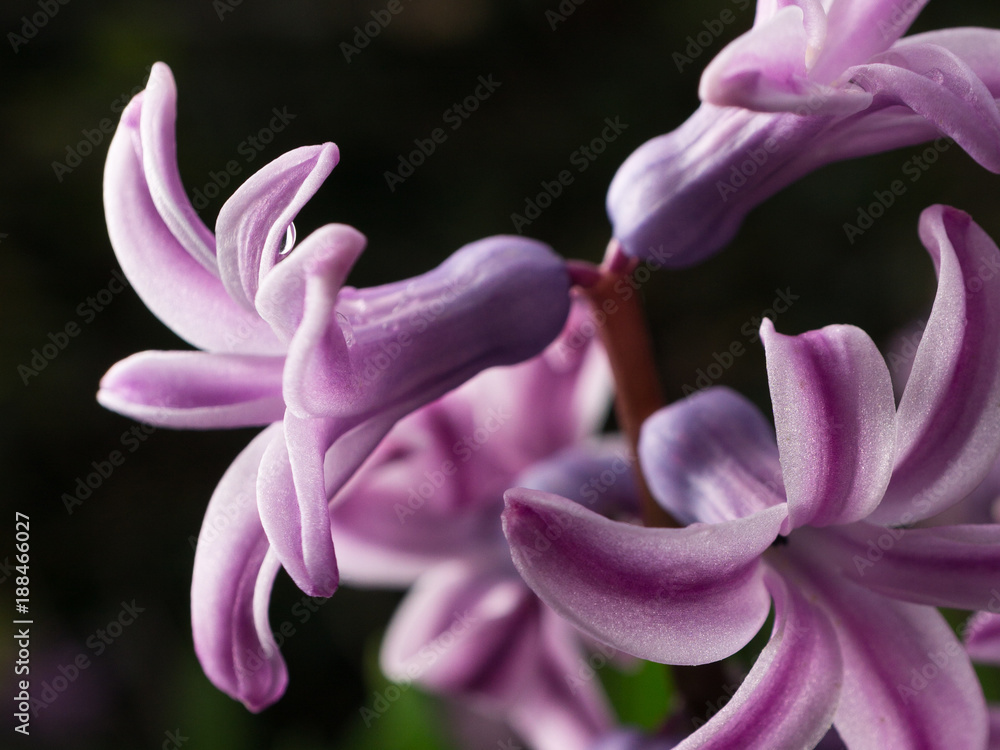 Macro view of violet hyacinth flower petals Macro view of violet hyacinth flower petals