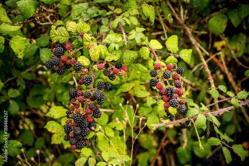 Branches of red and black raspberries