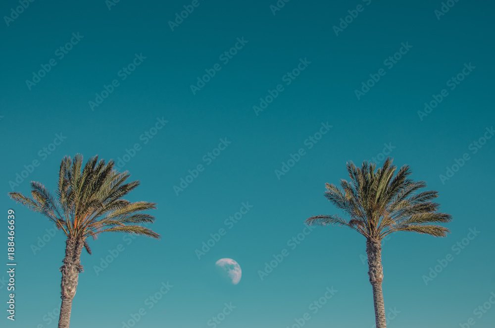Obraz premium two palms and moon