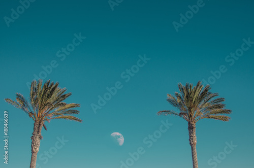 two palms and moon