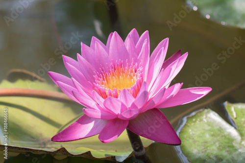 close up pink lotus flower in pond