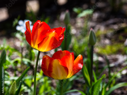 Summer flowers at the Hantaek Botanical Gardens