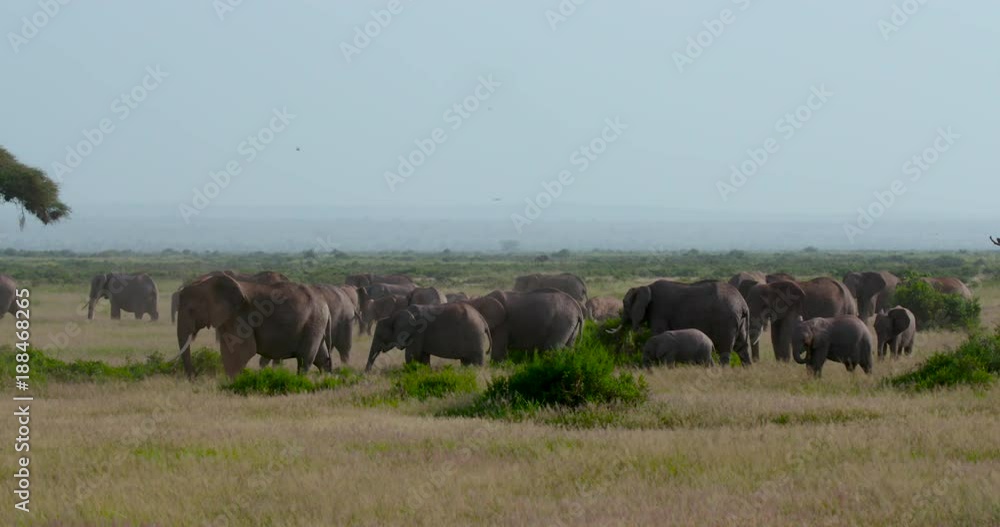 Herd Of African Elephants Walking; Amboseli Day 2; Amboseli, Kenya, Africa Herd Of African Elephants Walking; Amboseli Day 2; Amboseli, Kenya, Africa