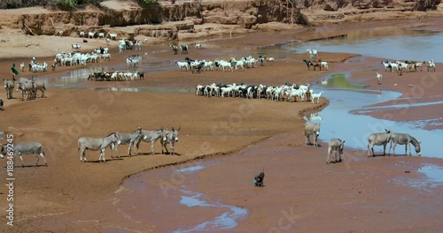 Goats & Donkeys Drinking At Ewaso Ngiro River; Nanyuki And Samburu; Samburu, Kenya, Africa photo