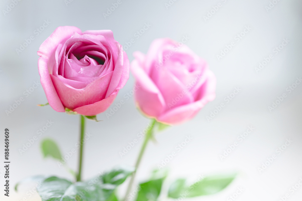 Pink Rose petals for valentines day. Pink Rose petals for valentines day.