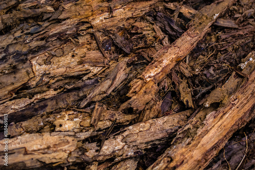 Canvas Print Close up of a fallen and decaying old branch on the forest floor