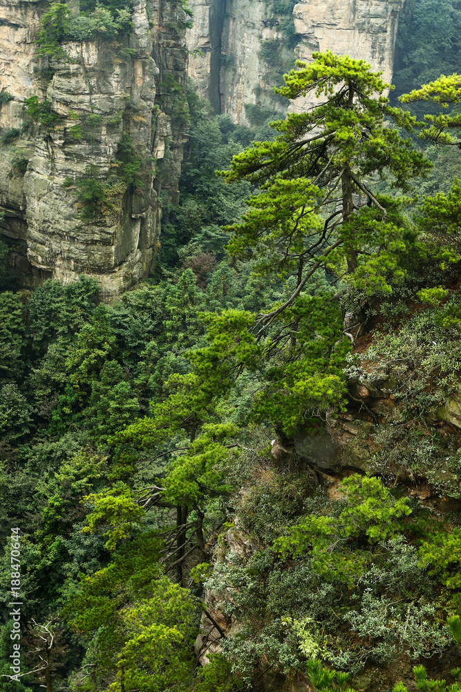 view of limestone cliff in Zhangjiajie national park, hunan,China view of limestone cliff in Zhangjiajie national park, hunan,China