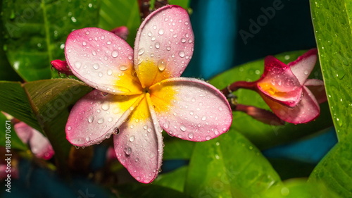 Frangipani flowers photo