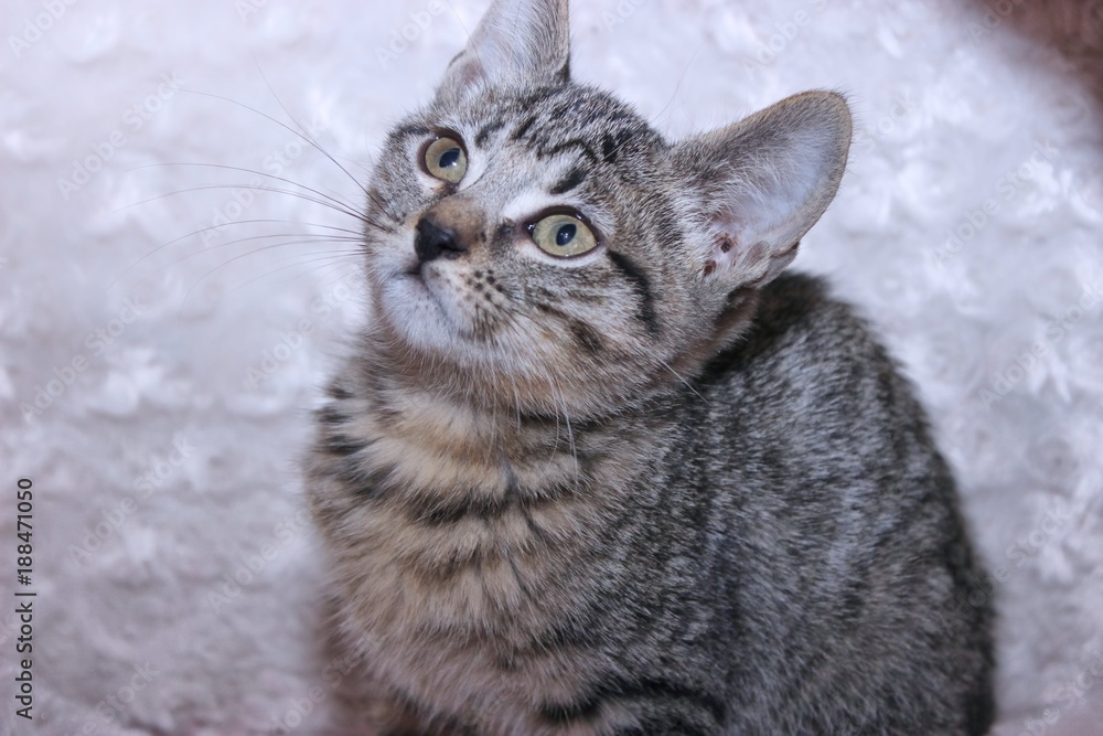 BROWN TABBY KITTEN BROWN TABBY KITTEN