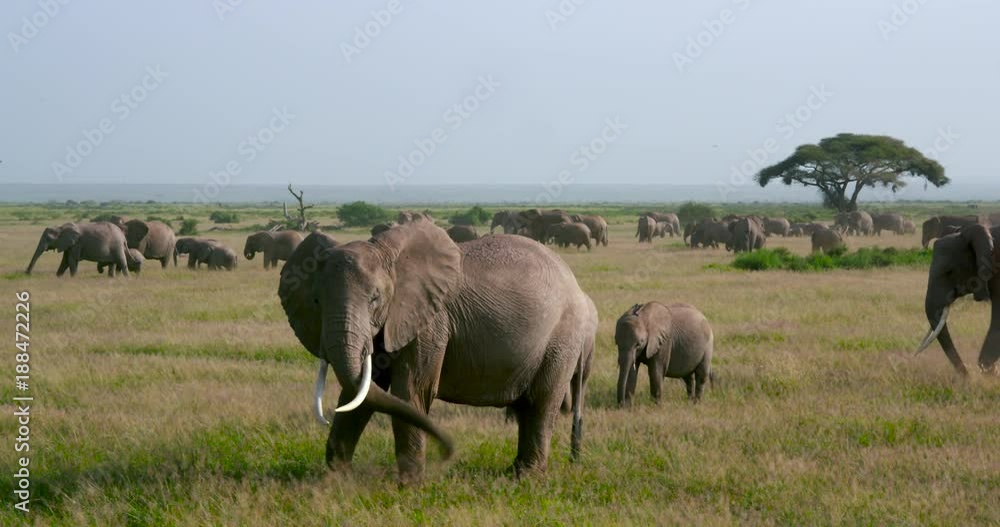 Herd Of African Elephants Walking; Amboseli Day 2; Amboseli, Kenya, Africa Herd Of African Elephants Walking; Amboseli Day 2; Amboseli, Kenya, Africa