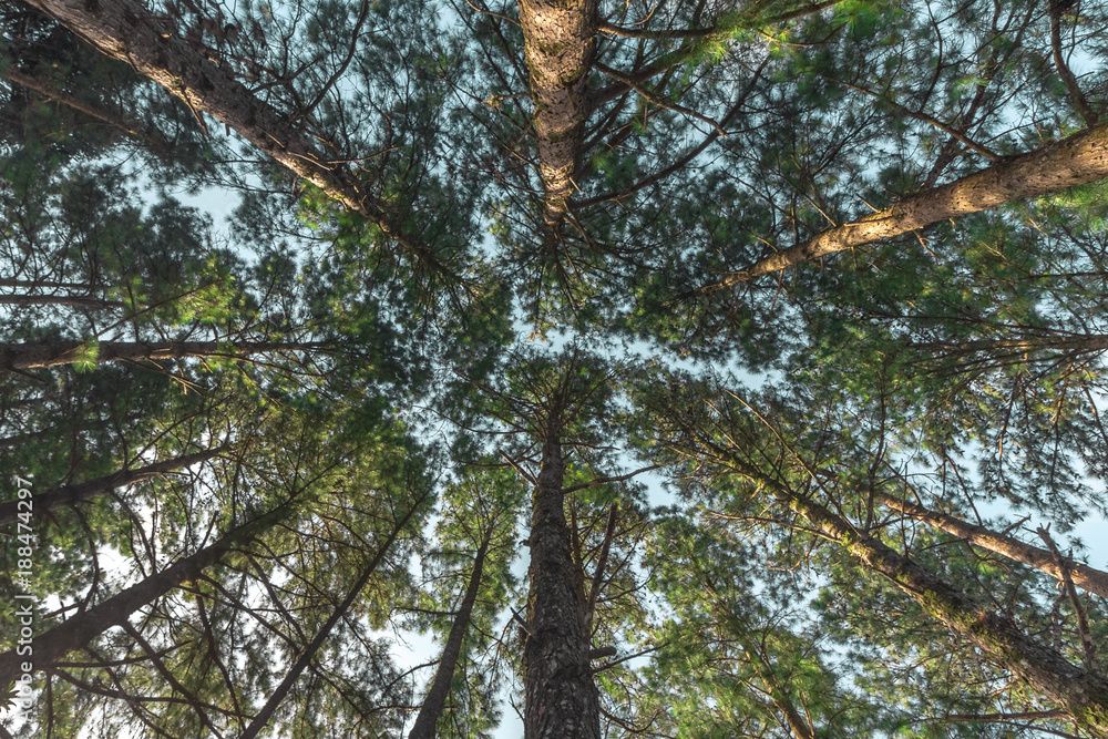 Looking up in between tall trees. IV Looking up in between tall trees. IV