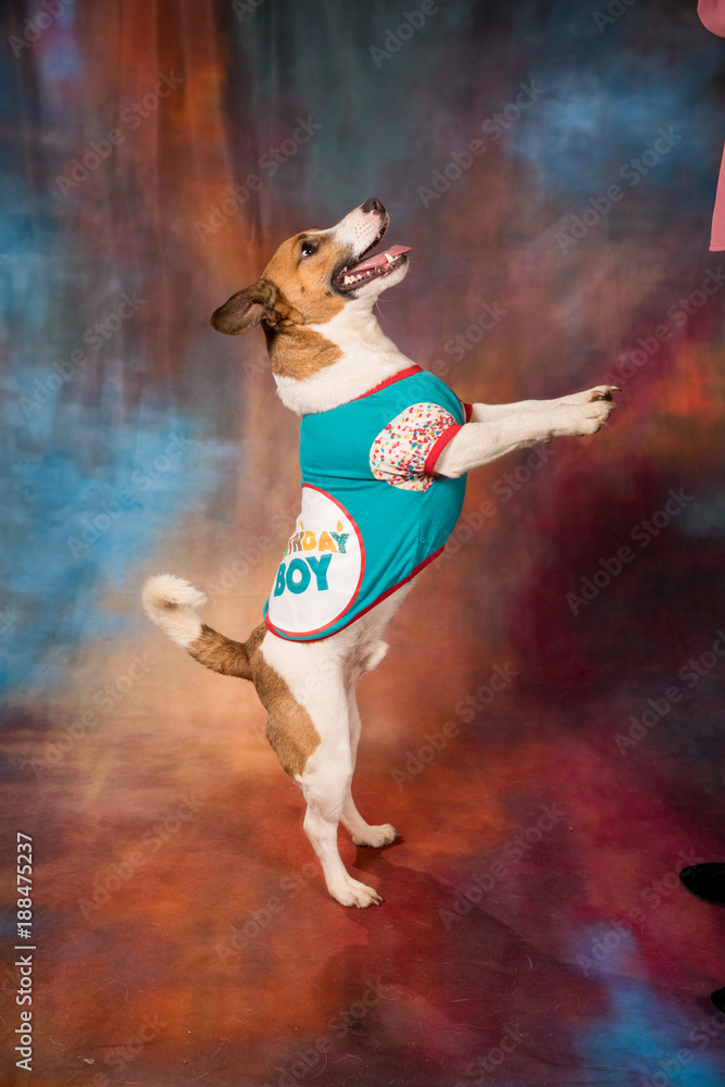 Jack Russel Terrier Standing on hind legs