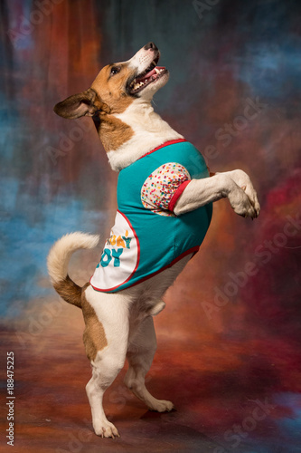 Jack Russel Terrier Standing on hind legs