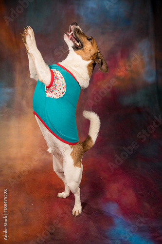 Jack Russel Terrier Standing on hind legs