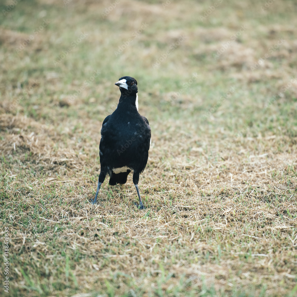 Australian magpie outside during the day time. Australian magpie outside during the day time.