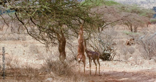 Gerenuks On Hind Legs Grazing; Samburu 14 October 2016 Pm; Samburu, Kenya, Africa