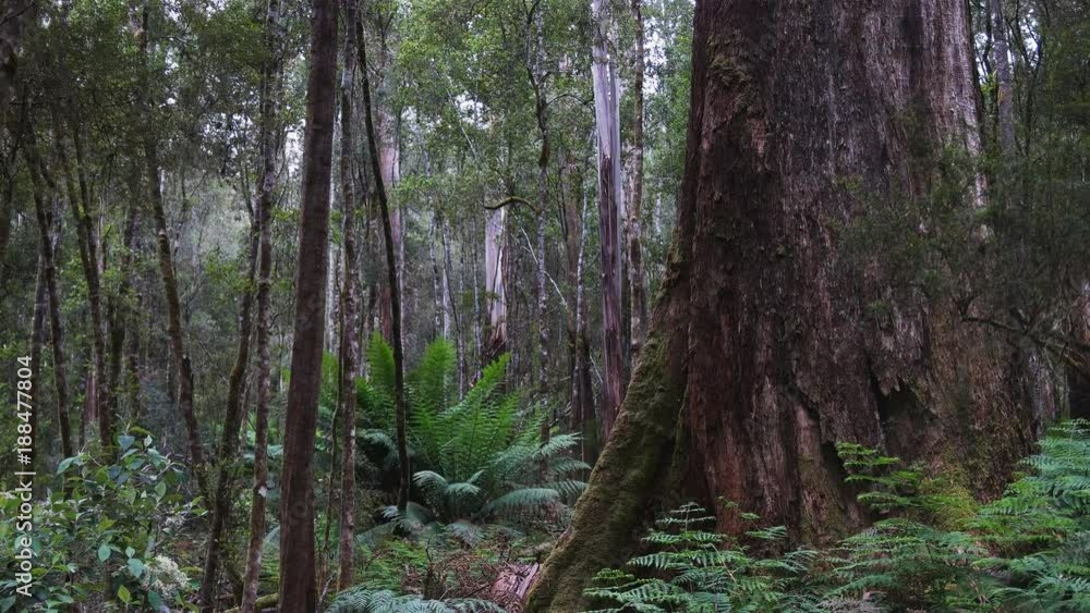 the base of a swamp gum and a man fern growing nearby at mt field national park in tasmania the base of a swamp gum and a man fern growing nearby at mt field national park in tasmania