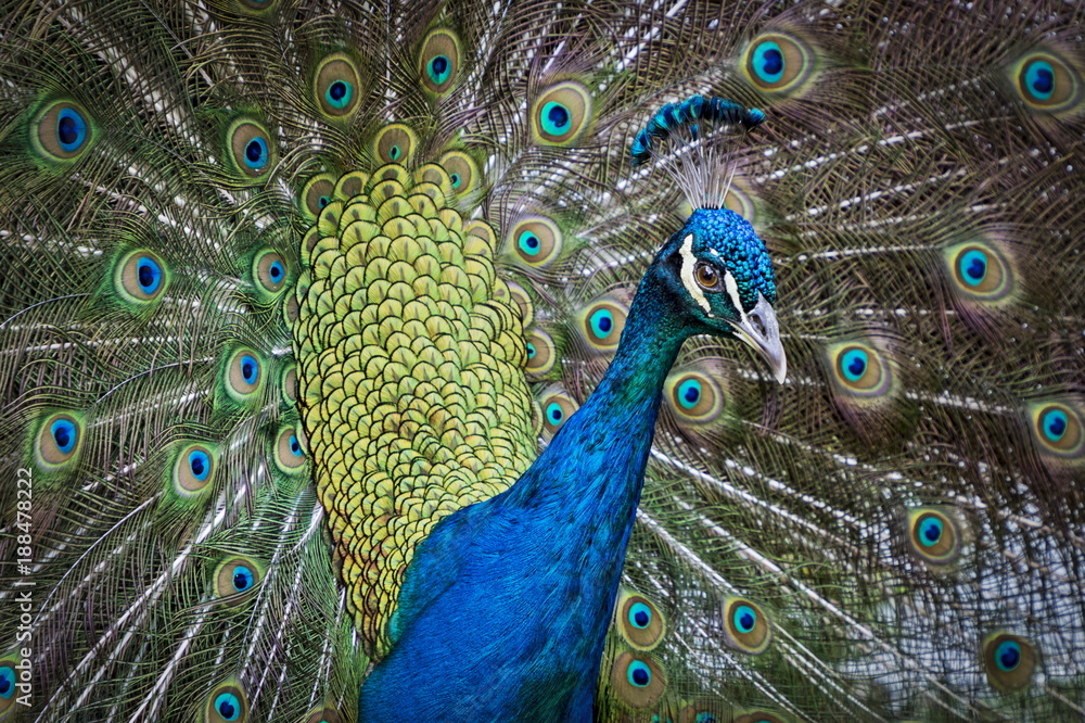 Fototapeta premium PAVO REAL COLORIDO