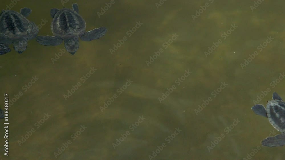 Baby Turtles In Pool; Bentota Beach; Bentota Beach, Sri Lanka Baby Turtles In Pool; Bentota Beach; Bentota Beach, Sri Lanka