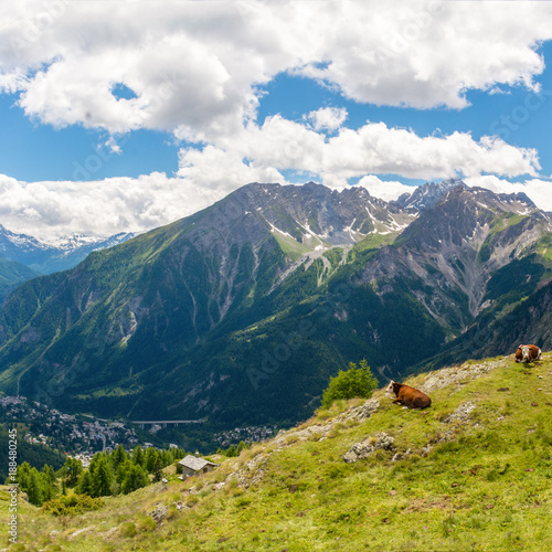 Wallpaper Mural Cows on Tour du Mont Blanc Trek 2015 Torontodigital.ca