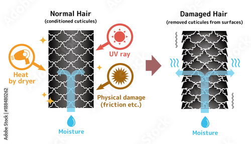 Comparison illustration of healthy hair and damaged hair. 