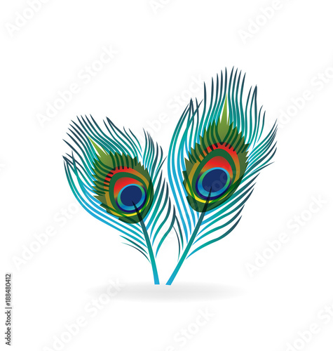 Abstract bird feather vector