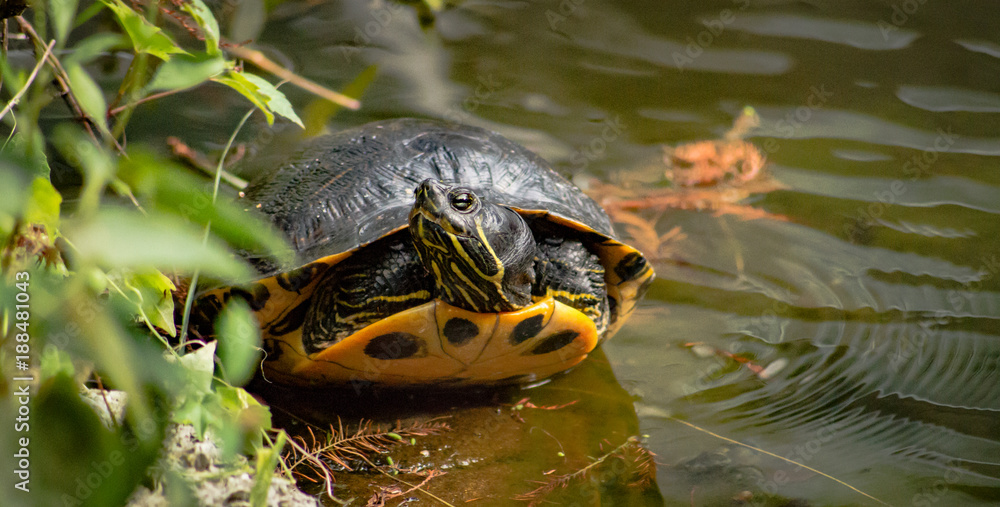 Fototapeta premium Pond Slider Turtle