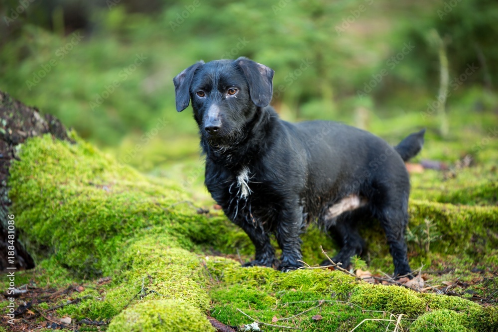 Beautiful little black dog portrait in autumn forest standing on moss Beautiful little black dog portrait in autumn forest standing on moss