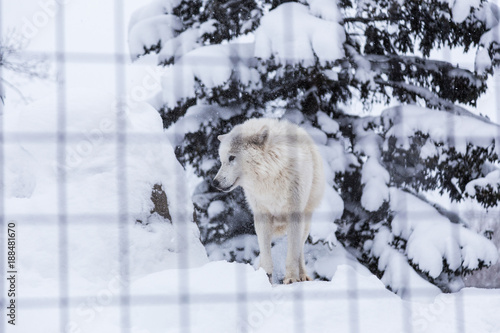 white wolf dog standing in snow in his cage at a zoo in Hokkaido  Japan