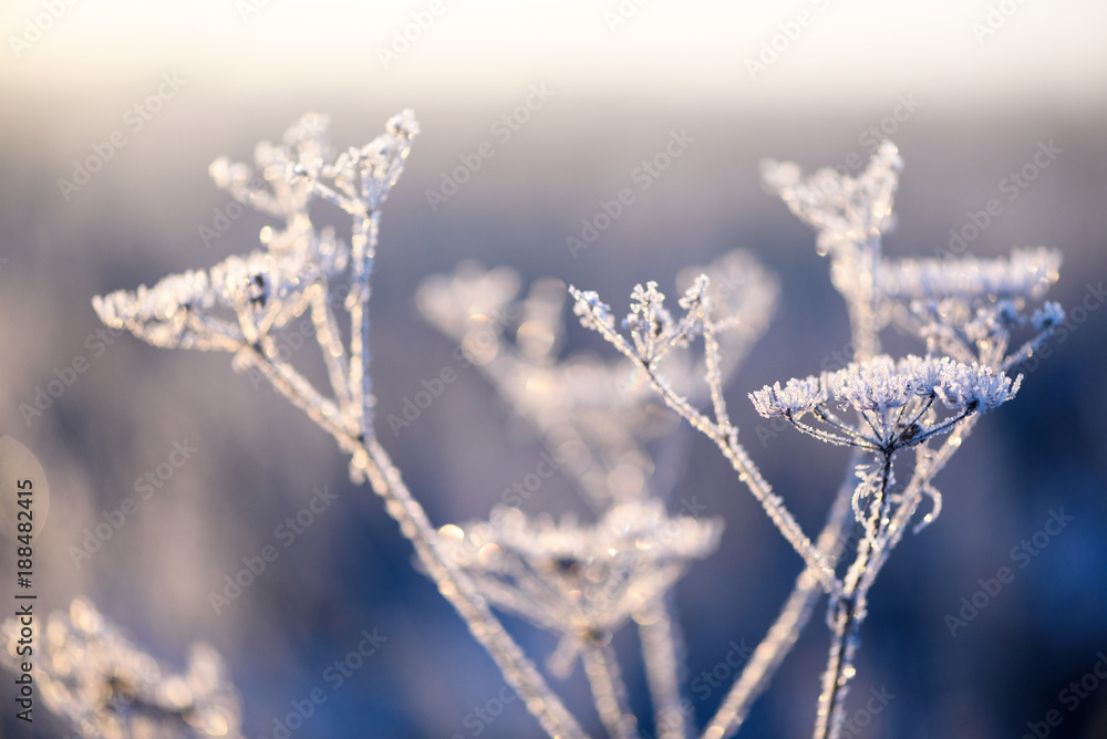 Wild plants and weeds in a winter frosty scene with fresh snow and natural sunlight in landscape format. Ice on plant stems and stalks in orange with nobody and copy space area for nature ideas