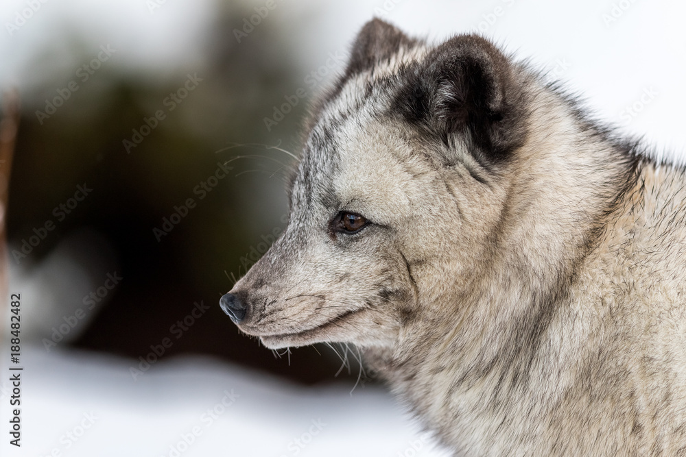 Gray arctic fox, female with winter fur, suspected to be a hybrid due to the dark color. Looking to the left, soft background with snow and bushes. Gray arctic fox, female with winter fur, suspected to be a hybrid due to the dark color. Looking to the left, soft background with snow and bushes.